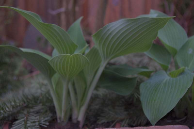 Neue_Hosta2011.jpg