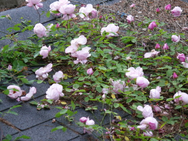 P1180446_1.jpg