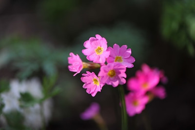 Primula_rosea_.jpg
