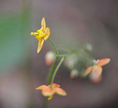 Epimedium_x_warleyense_.jpg