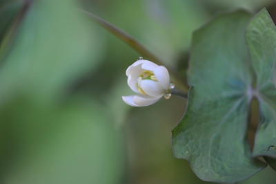 Jeffersonia_diphylla_.jpg