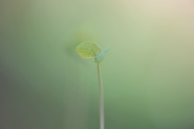 Jeffersonia_diphylla_Seedling.jpg