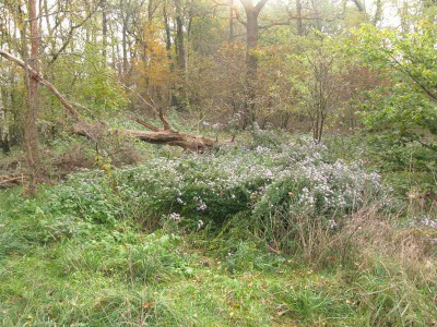 Astern_am_Wegrrand_2_Gartenpur.jpg