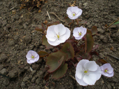 Jeffersonia_dubia_20111ea.jpg