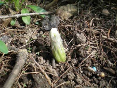 Syneilesis_aconitifolia_Austrieb_2011ea.jpg