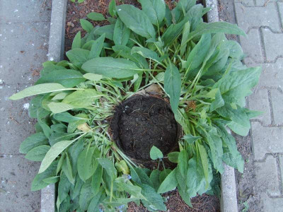 symphytum_azureum_topf.jpg