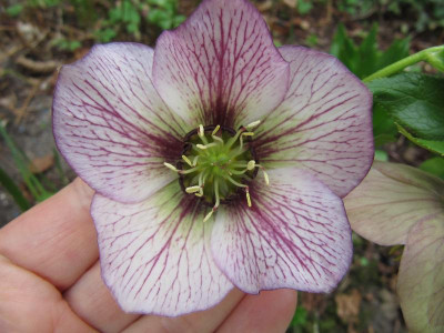 Helleborus_geadert_110407.jpg