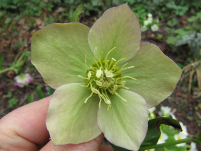 Helleborus_grun_110407.jpg
