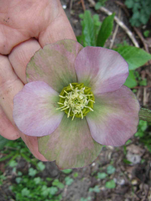 Helleborus_grunrot_110407.jpg