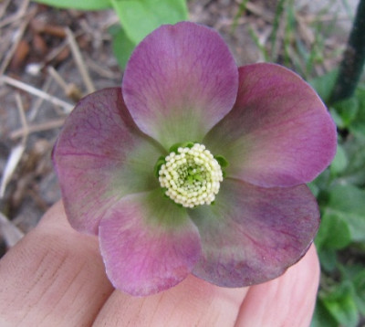 Helleborus_Saml_callis_110407.jpg
