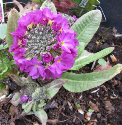 Primula_denticulata_110407.jpg