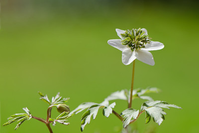 Anemone--nemorosa-Green-Fingers-Apr0811.jpg