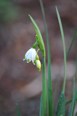 Leucojum_aestivum_.jpg