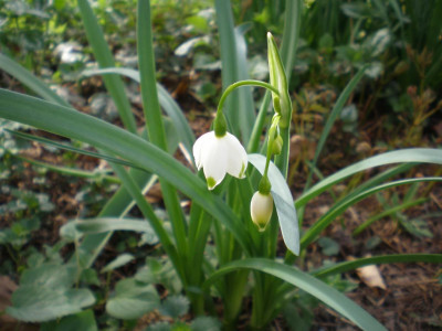 Leucojum_aestivum_2011ea.jpg