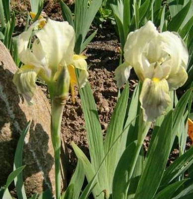 I_Lutescens2.JPG