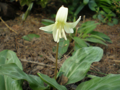 Erythronium_2011ea.jpg