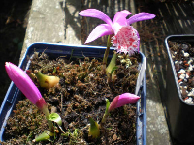 Pleione_limprichtii_2011ea.jpg