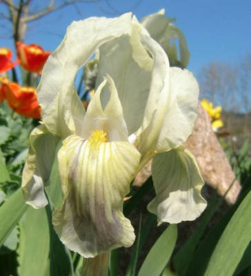 I_Lutescens_fl.JPG