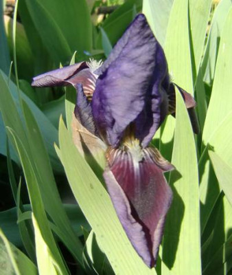 I_Subbiflora_fl.JPG