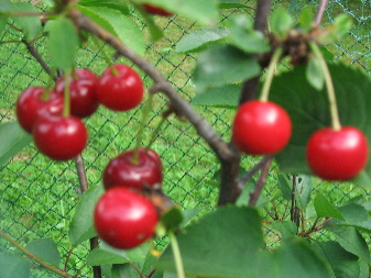 IMG_05711.JPG
