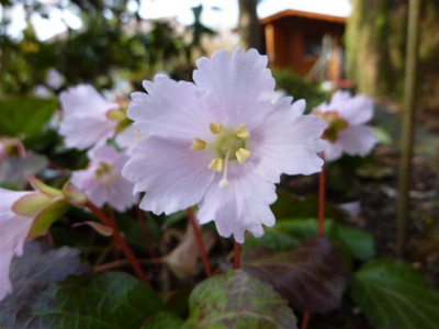 Shortia_1_2011.jpg