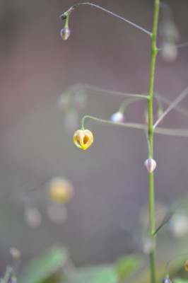 Epimedium_Amber_Queen_.jpg