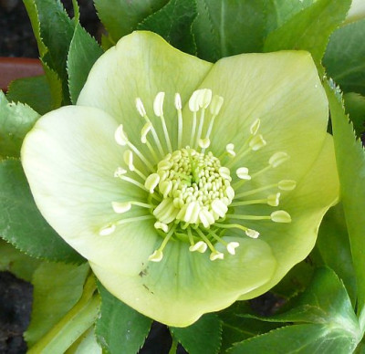Helleborus_gelb_2011-03-24_354.jpg