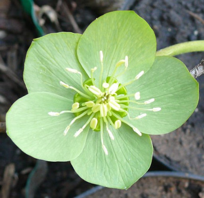 Helleborus_gruen_2001-03-24_364.jpg