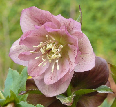 Helleborus_rosa_gefuellt_2011-04-07_462.jpg