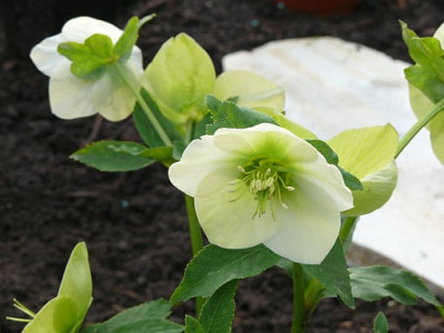 Helleborus_weiss_2011-04-07_467.jpg