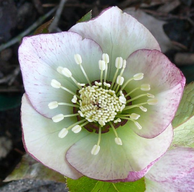 Helleborus_weiss_rosa_rand_2011-03-24_362.jpg