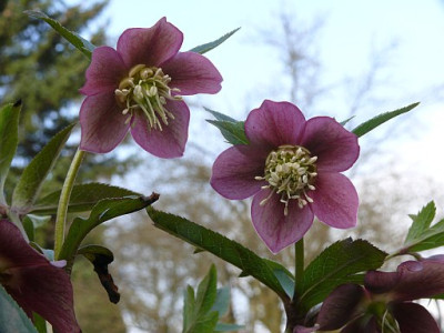 Helleborus_violettrot_2011-04-07_459.jpg