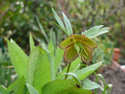Helleborus_torquatus_abkoemmling_2011-04-07_477.jpg