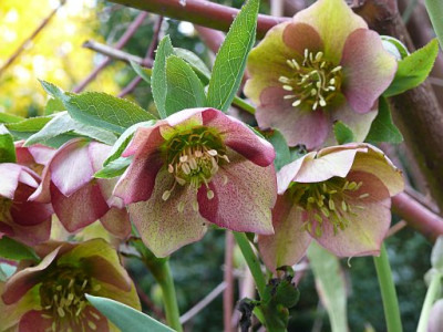 Helleborus_rotgruen_gesprenkelt_2011-04-07_487.jpg