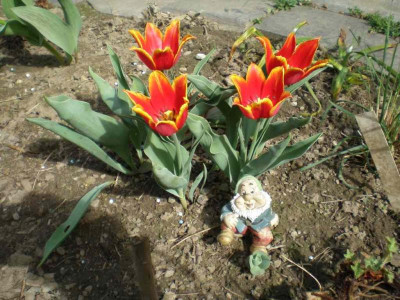 Tulipa_schrenkii_2011ea.jpg