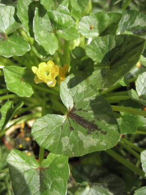 2011-04-09_Ranunculus.jpg