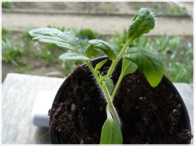 Big_Rainbow_Seedling01.jpg