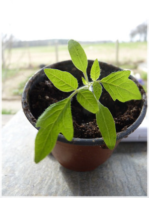 Black_Bear_Seedling01.jpg