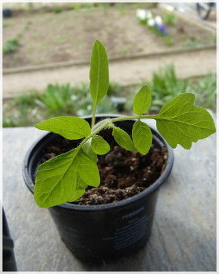 Box_Car_Willie_Seedling01.jpg