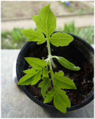 Cluster_Grande_Seedling01.jpg