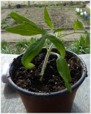 Conny_Seedling01.jpg