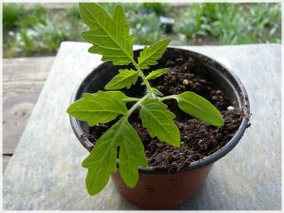 David_Seedling01.jpg