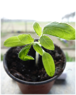 Dr_Lyle_Seedling01.jpg
