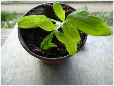 Dr_Lyle_Seedling02.jpg