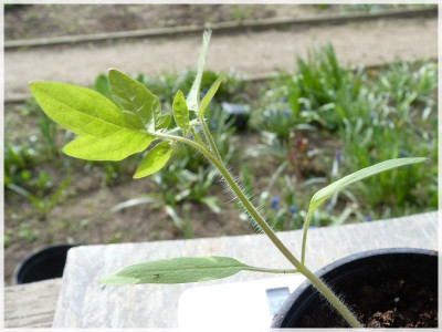 Dr_Neal_Seedling01.jpg
