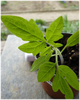 Green_Velvet_Seedling01.jpg