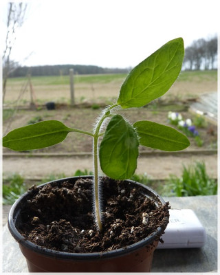 Hughs_Green_Seedling01.jpg