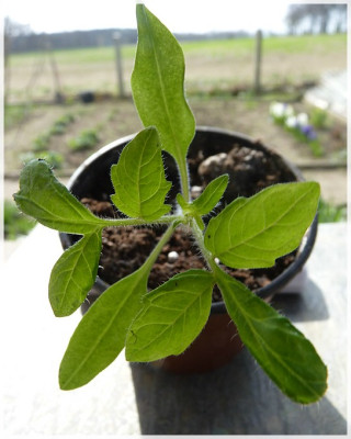 Mule_Team_Seedling02.jpg