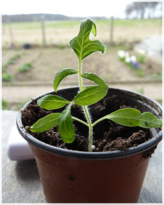 Opalka_Seedling01.jpg