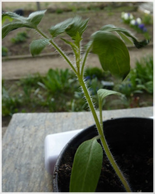 Reif_Red_Heart_Seedling01.jpg